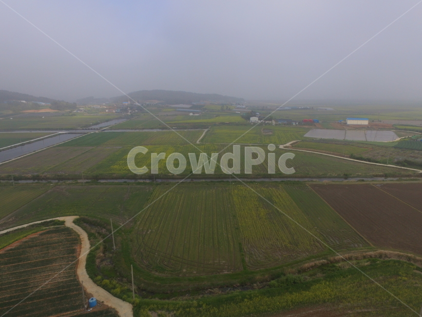 유채,농경지,시골,전경,미세먼지,산업,industry,industrial,농업,농사,agriculture,farming,farming industry