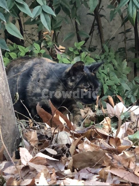 고양이,길냥이,cat,kitty,낙엽,동물