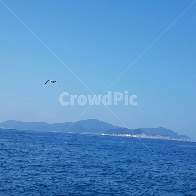 바다,파도,섬,거제도,바위,갈매기,commongull,푸른,sea,wave,lsland,blue,rock