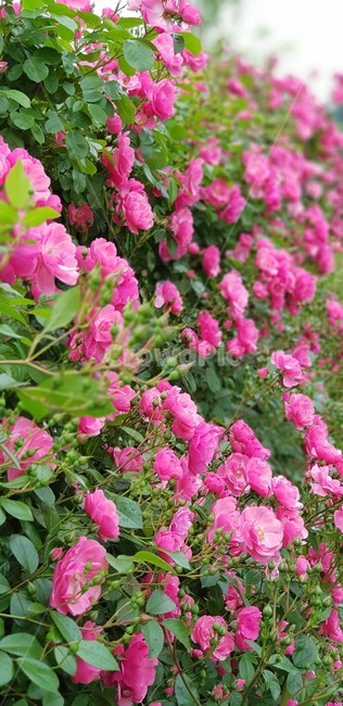장미,꽃,rose,식물,자연,넝쿨장미,5월,그린,flower,장미꽃,nature,분홍장미,식물,자연,plants,nature,꽃,flower