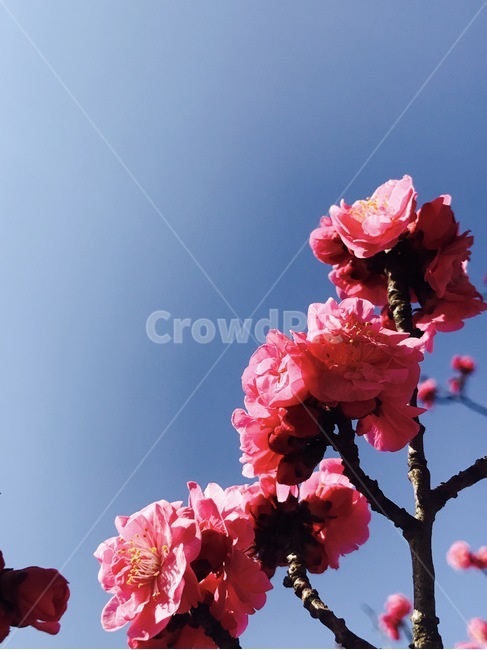 벚꽃,봄,cherryblossom,겹벚꽃,분홍,핑크