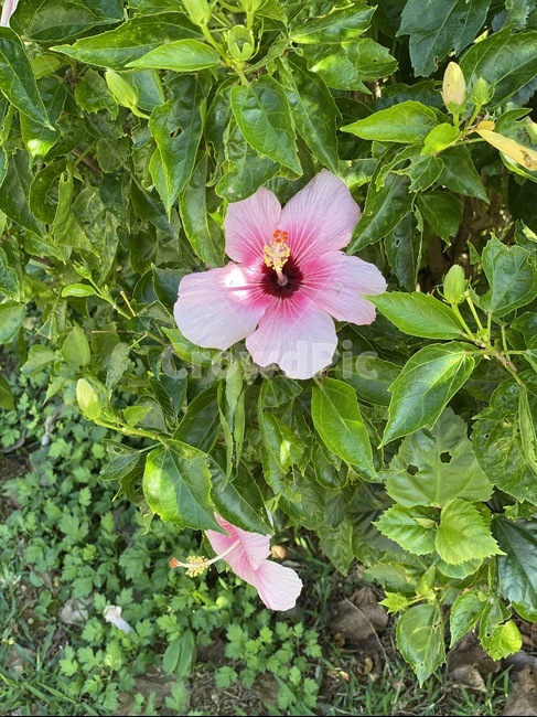plant,식물,blossom,hibiscus,flower,히비스커스,식물,자연,plants,nature,꽃,flower