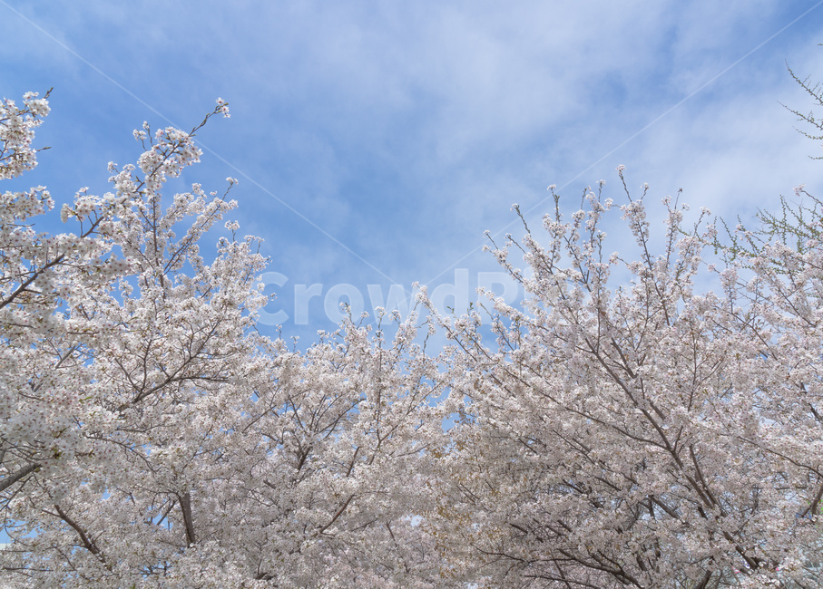 벚꽃,하늘,구름,벚꽃데이트,감성,봄,안양천,풍경,봄,계절,spring,season,자연,풍경,nature,landscape,outdoors,옥외,plant,식물