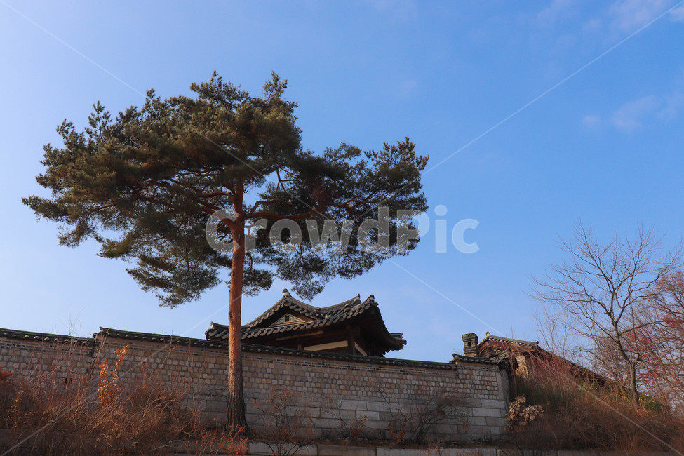 창경궁,나무,하늘,소나무,자연