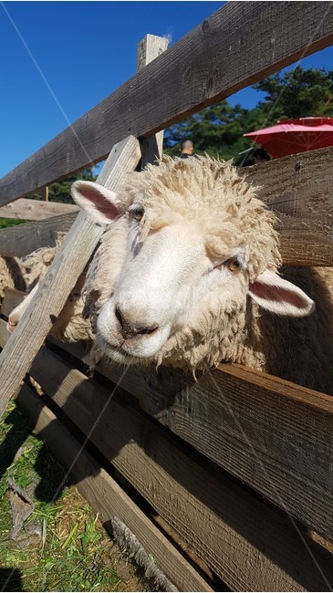양,동물,목장,양털,어린양,동물원,sheep,farm,animal,동물,animal,포유류,mammal