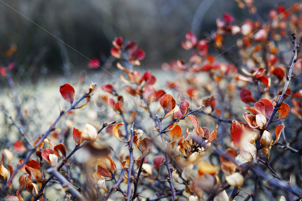 겨울,식물,감성,자연,winter,nature,풍경,식물,자연,plants,nature