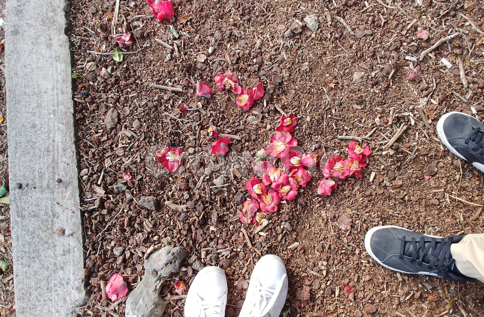 동백꽃,낙화,봄,떨어진꽃,동백,꽃,flower