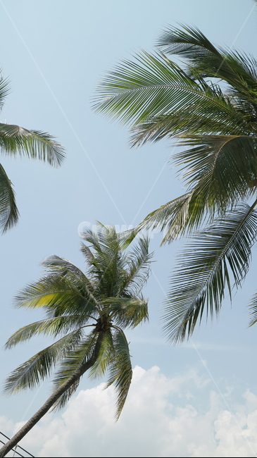 야자수,하늘,구름,sky,야자나무,자연,풍경,nature,landscape,식물,plants,나무,trees,wood,tree,plant,palm tree