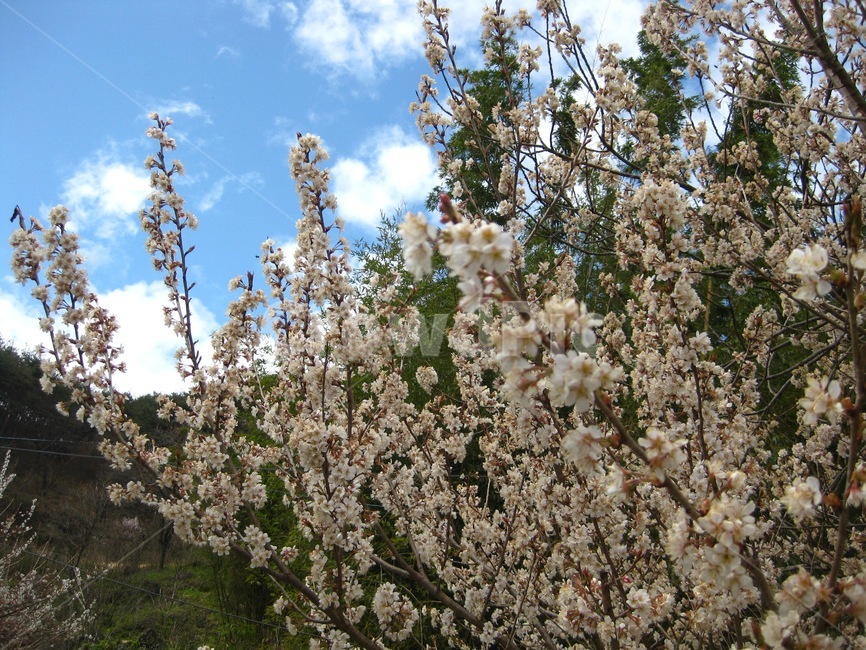봄꽃,꽃,봄,flower,blossom,꽃송이,매화