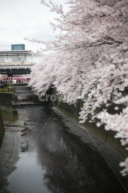 plant,cherryblossom,식물,blossom,flower,꽃,일본,나카메구로,하나미,벚꽃,사쿠라,일본벚꽃,봄,계절,spring,season