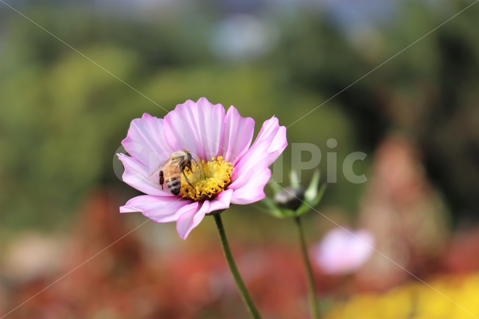 코스모스,꽃,벌,꽃과벌,가을,cosmos,plant,식물,flower,bee,가을,계절,fall,autumn,season,식물,자연,plants,nature,꽃,flower,동물,animal,곤충,벌레,insect,bug,invertebrate,무척추 동물,honey bee,꿀벌