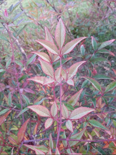 leaf,잎,plant,식물,자연,식물,자연,plants,nature