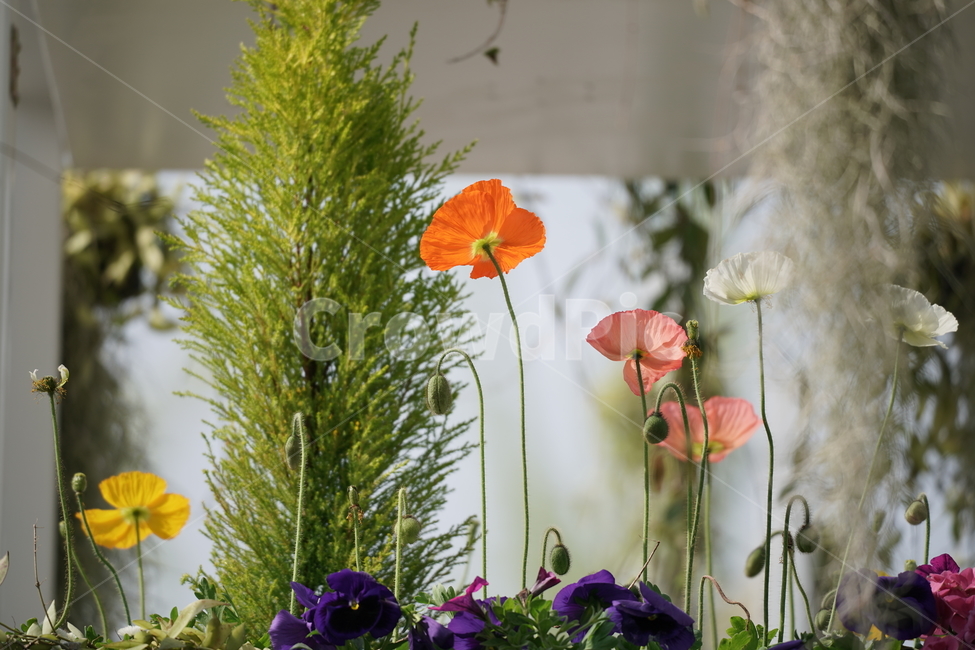양귀비꽃,꽃,자연,힐링,고양꽃박람회,식물,자연,plants,nature,꽃,flower