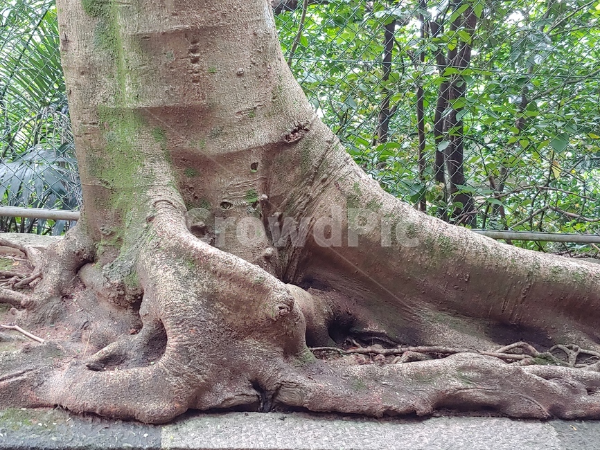 뿌리,고목,나무,생명력,세월,식물,자연,plants,nature,나무,trees,wood