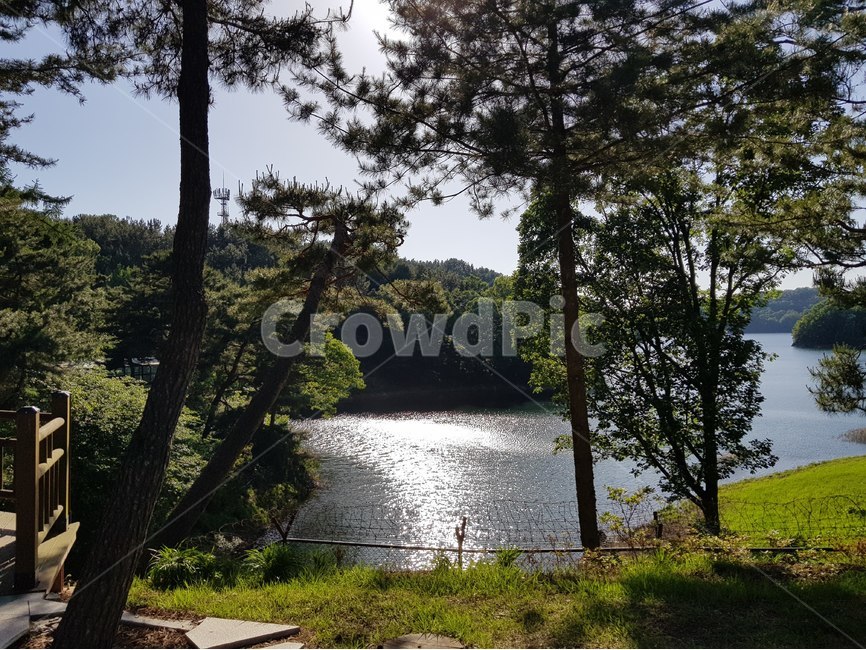 강가,숲,풍경,여름,청남대,싱그러운,자연,풍경,nature,landscape,한국자연풍경,한국자연경관,korea nature landscape,휴식,힐링,rest,relaxation,healing,tree,나무,plant,식물,tree trunk,나무 줄기