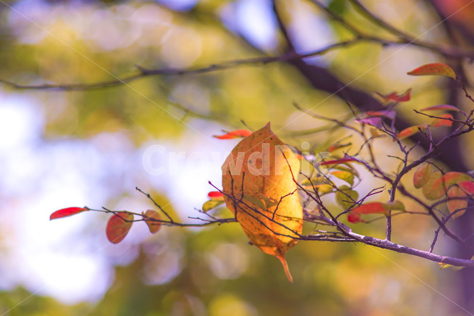 가을,단풍,낙엽,잎,잎새,나무,계절,감성,자연,가을,계절,fall,autumn,season,leaf,plant,식물,tree