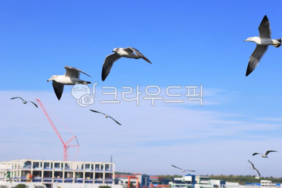 bird,새,갈매기,seagull,아라인천여객터미널