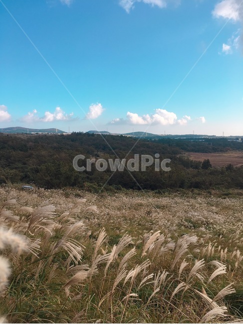제주,오름,억새,하늘,구름,가을,계절,fall,autumn,season,plant,식물,grass,잔디,reed,갈대,lawn