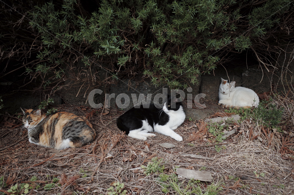 고양이,cat,동물,animal,포유류,mammal,길고양이,얼룩고양이