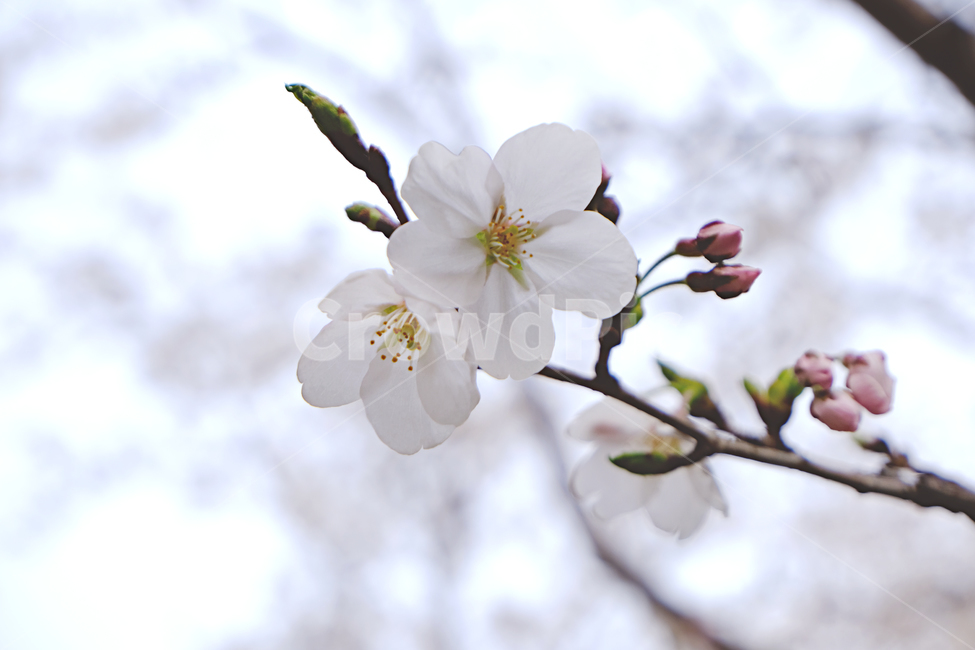 봄,식물,만개,벚꽃,화사함,봄꽃,싱그러움,꽃,flower,blossom
