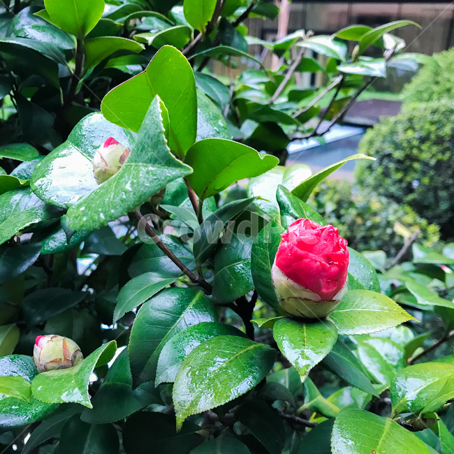 봄,꽃,장미,꽃봉오리,붉은꽃,red,rose,spring,봄,계절,spring,season,식물,자연,plants,nature,꽃,flower,plant,blossom