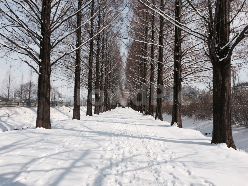 풍경,겨울,가로수,눈길,나무,담양,메타세콰이어,메타세쿼이아,winter,landscape,snow,발자국,footprint,snowy,withe,road,snowcovered,산책,거닐다,겨울,계절,winter,season,자연,풍경,nature,landscape,식물,plants,나무,trees,wood,tree,plant,outdoors,옥외