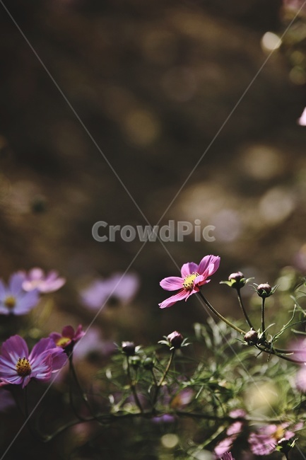코스모스,cosmos,꽃,flower,green,garden,가을,계절,fall,autumn,season,식물,자연,plants,nature,꽃,flower,blossom,geranium,제라늄,plant