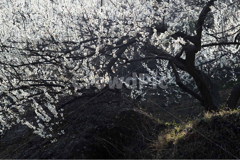 매화,매화꽃,매화축제,광양매화축제,봄꽃,봄,계절,spring,season,식물,자연,plants,nature,꽃,flower,나무,trees,wood,plant,blossom