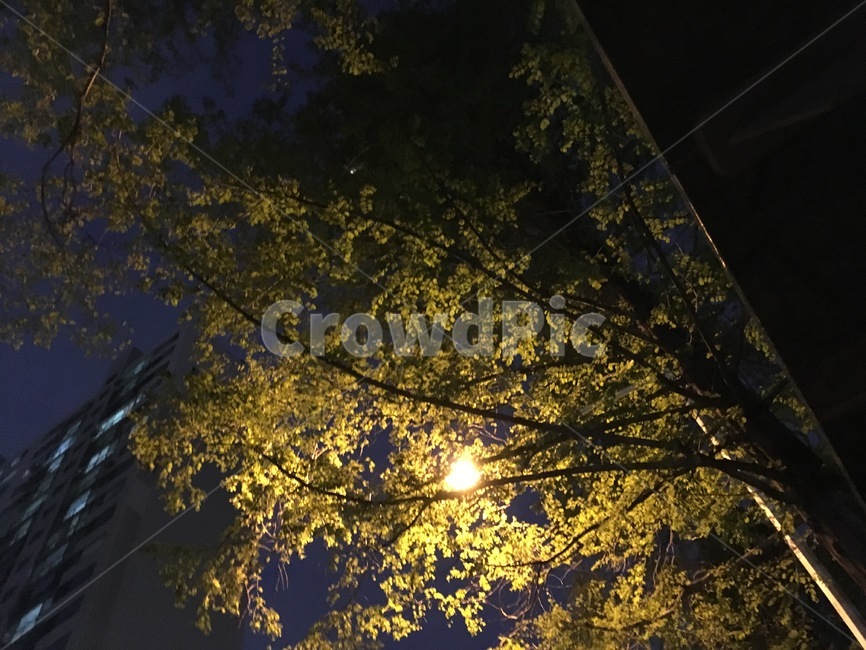가로등,저녁,나무,가로수,landscap,tree,초록,색감,green,어둠