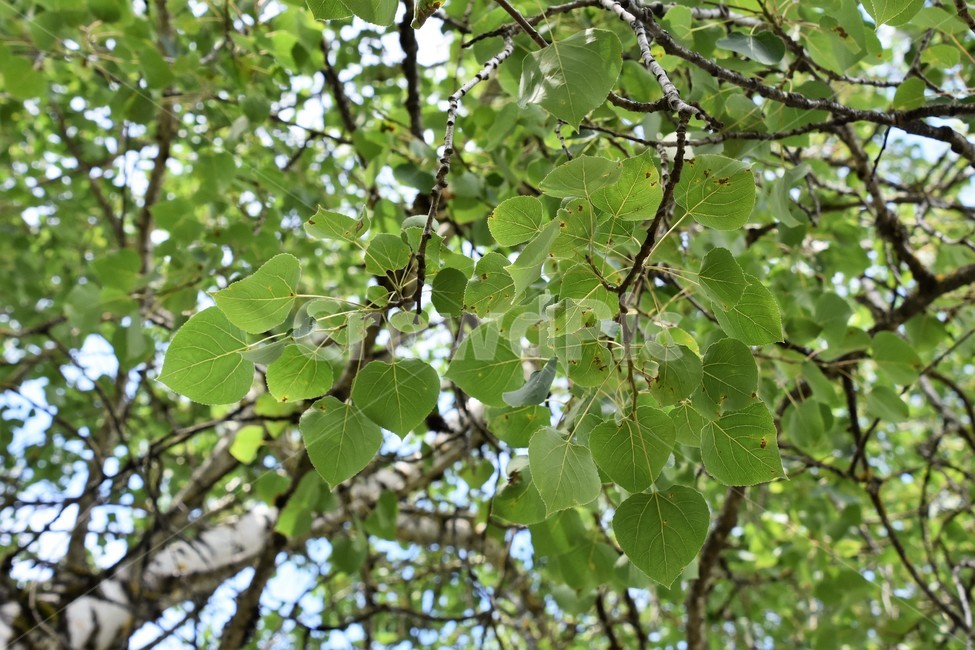 자연,나뭇잎,푸르름,숲,나무가지,식물,자연,plants,nature