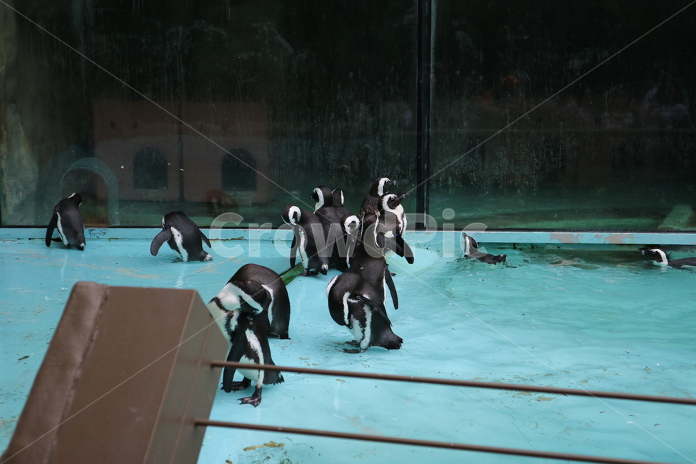 펭귄,동물,동물원,남극,수영,동물,animal,조류,새,birds