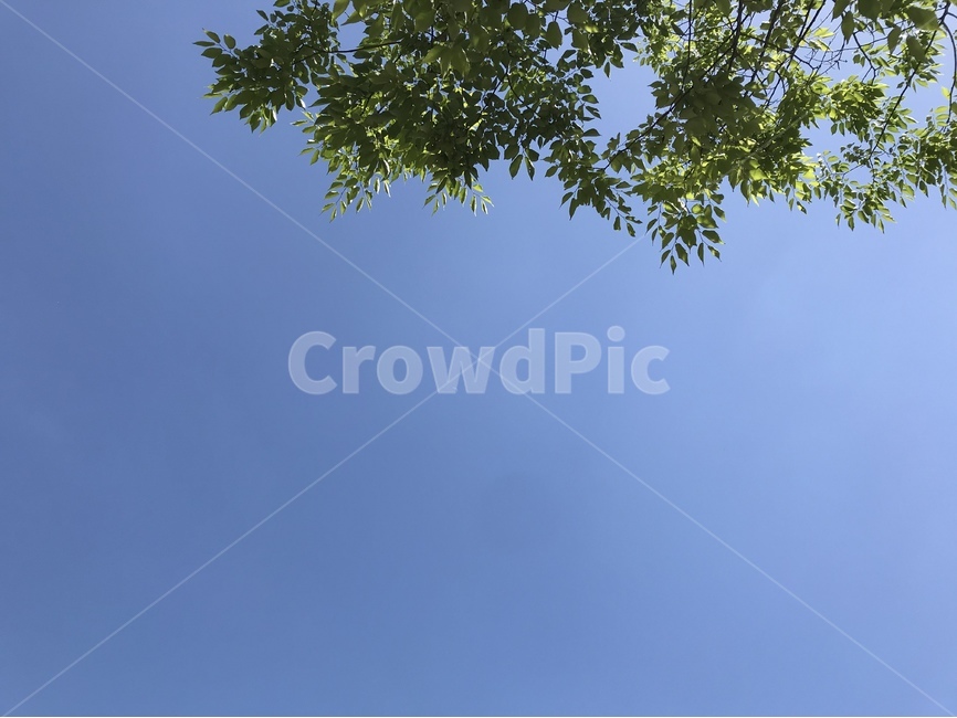 sky,blue,파란,하늘,나무,tree,자연,풍경,nature,landscape,plant,식물,leaf,잎