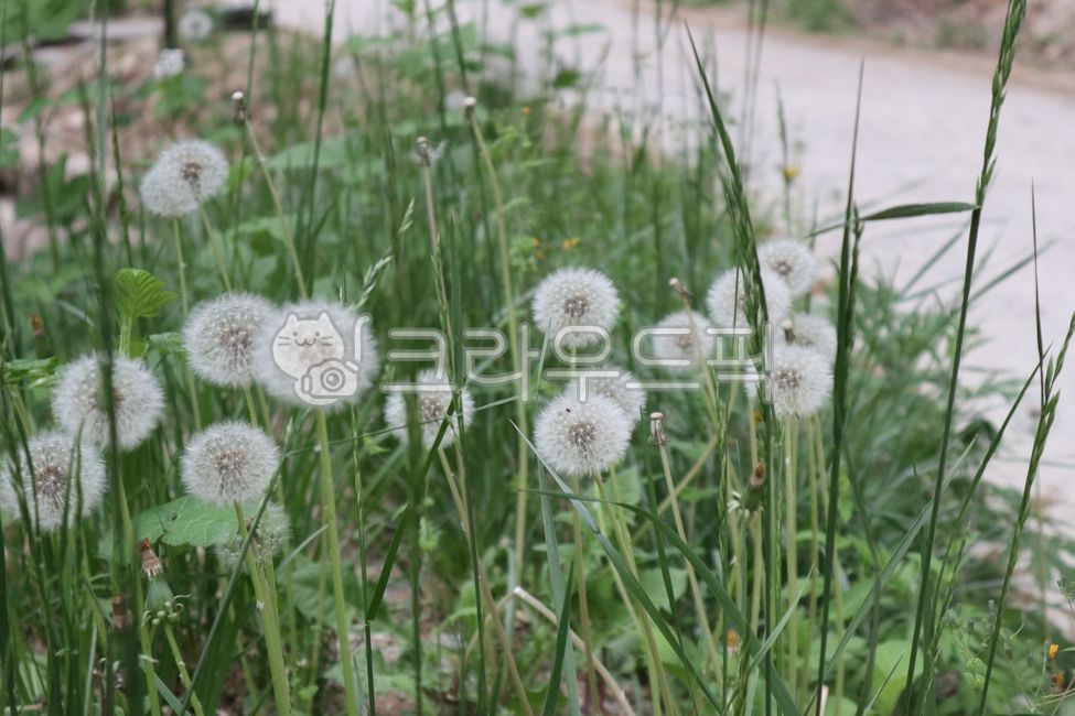 roadside,green,nature,Spring background,Spore sack,dandelion,flower,spring,outdoor,Outfocusing,wildflowers,plant