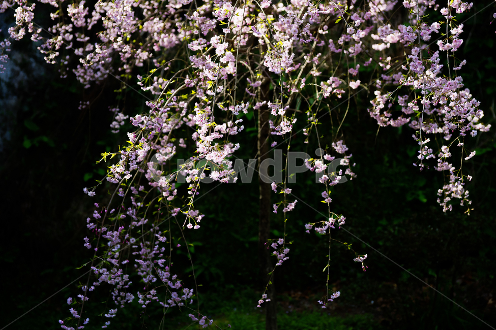 봄,봄꽃,벚꽃,사쿠라,역광,꽃잎,자연,풍경,봄,계절,spring,season,식물,자연,plants,nature,꽃,flower,plant,blossom
