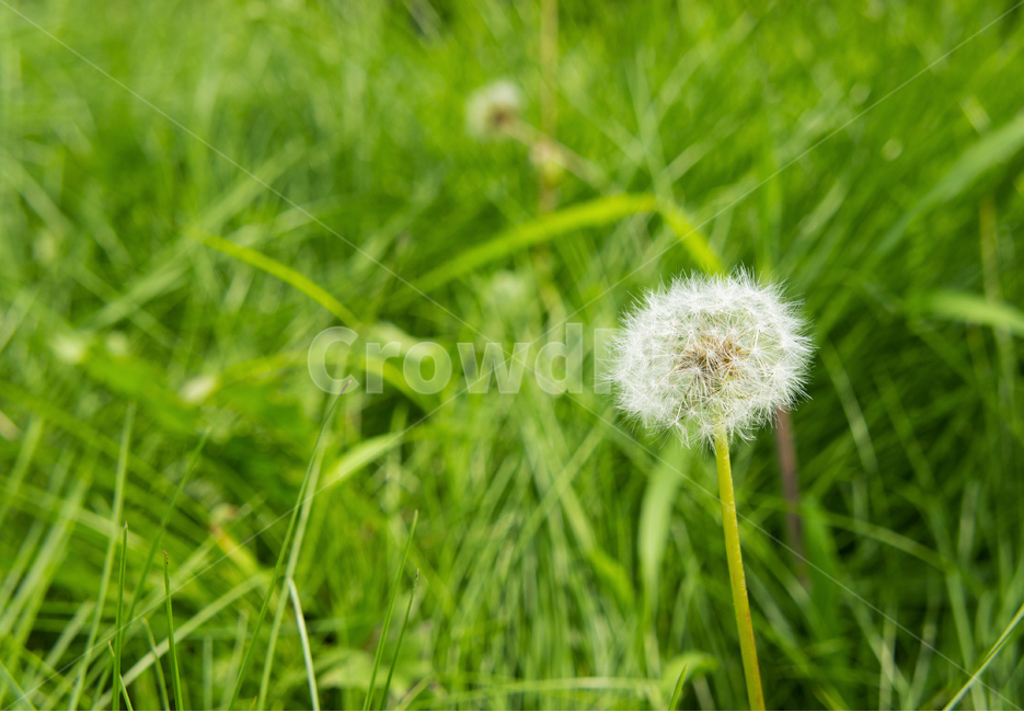 민들레,민들레꽃씨,풀,풀숲,밝음,햇살,식물,자연,plants,nature