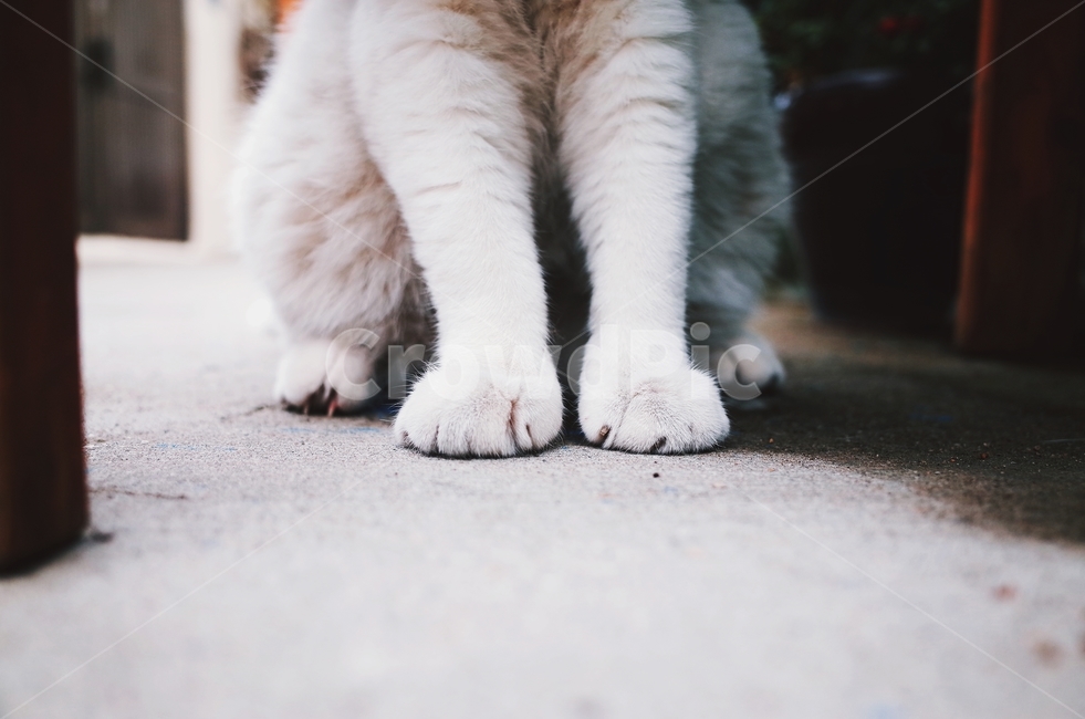 고양이,길목,길냥이,발목,감성,여름