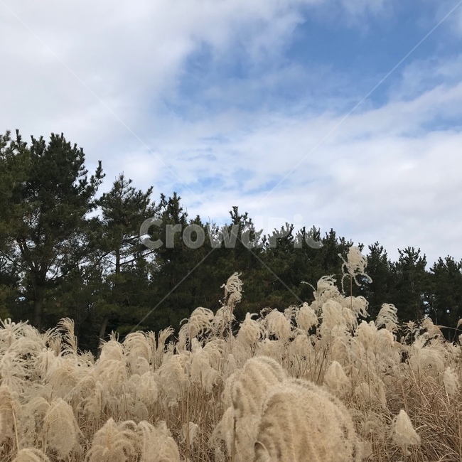 억새,갈대,산굼부리,제주,바람,구름,하늘,가을,계절,fall,autumn,season,grass,잔디,plant,식물,lawn,reed