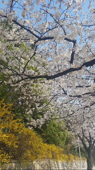 벗꽃,개나리,봄,봄색,봄식물,봄맞이,봄향기,봄바람,자연,풍경,봄색깔,봄색채,봄색감,봄분위기,봄꽃,꽃,봄사랑,사랑,계절,분위기,감성,감성사진,갬성,식물,나무