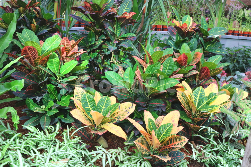 크로톤,나무,식물,관엽식물,대극과,자연,공기정화식물,변엽목,식물,자연,plants,nature