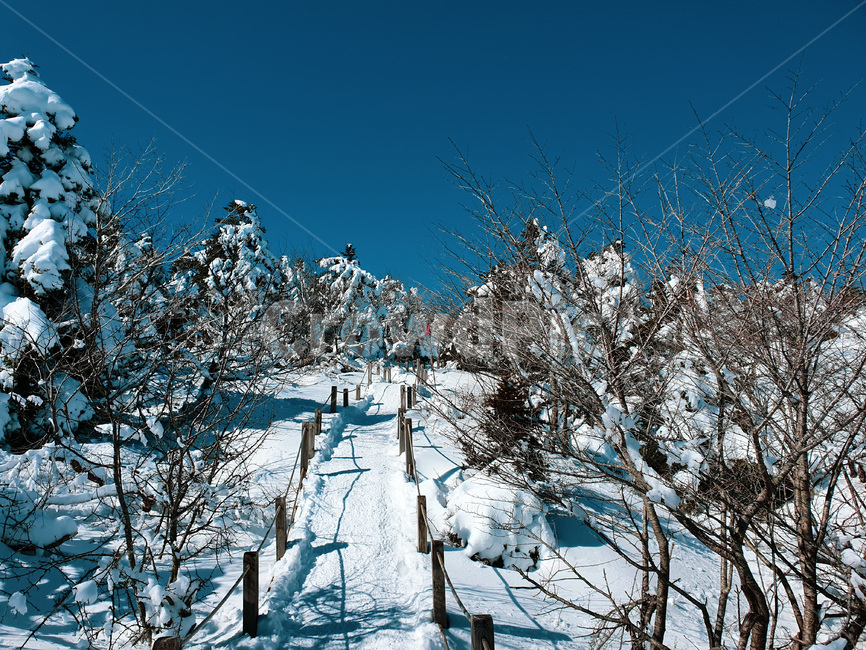 눈,설산,snow,snowmountain,snowcovered,plant,식물,tree,나무,nature,자연,blue,white,azuresky,sky,bluesky,흰색,파란색,하늘색,하늘,겨울,겨울산,winter,겨울,계절,winter,season