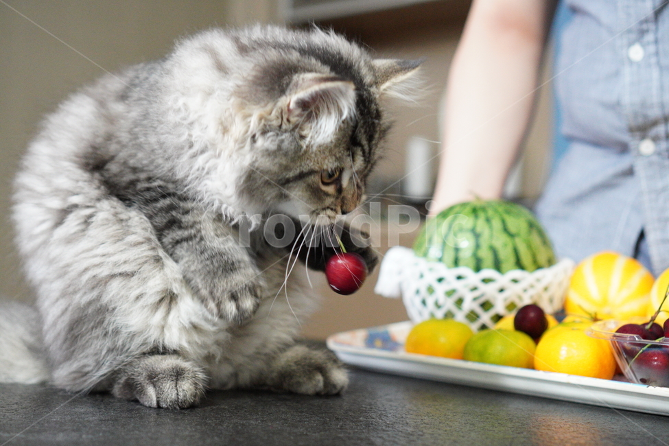고양이,어린고양이,귀여운고양이,페르시안고양이,냥이,야옹이,반려묘,cat,cutecat,동물,animal,포유류,mammal,고양이,cat,kitten,kitty
