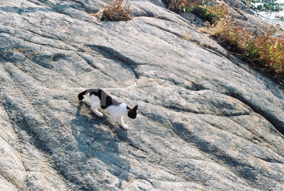 고양이,산,자연,바위,관악산,동물,animal,포유류,mammal,고양이,cat,kitten,kitty