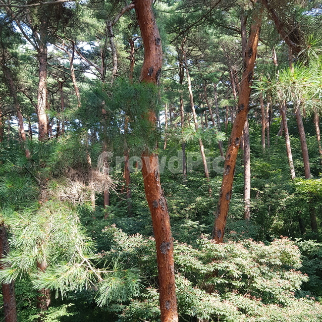 소나무,나무,공원,tree,plant,식물,treetrunk,나무줄기,자연,자연풍경,식물,자연,plants,nature,나무,trees,wood