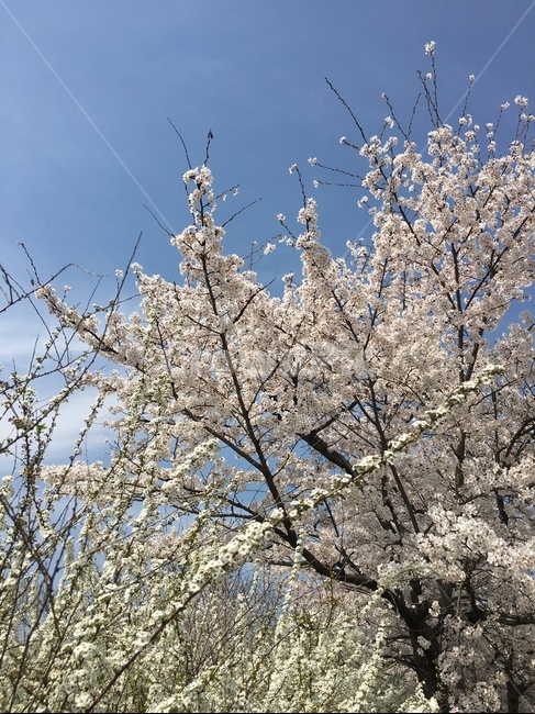 plant,꽃,cherryblossom,식물,blossom,벚꽃,flower,봄,spring,봄,계절,spring,season,cherry blossom