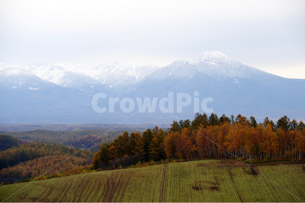 일본,홋카이도,비에이,초원,설산,가을,겨울,나무,자연,풍경,nature,landscape,시골,마을,country,rural,town,해외,외국,세계,foreign,oversea,world,세계자연풍경,해외자연풍경,외국자연풍경,world nature landscape,outdoors,옥외,grassland,목초지,field,들