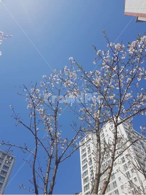 벚꽃,하늘,봄,사과꽃,분홍,꽃,햇살,cherryblossom,pink,식물,자연,plants,nature,꽃,flower