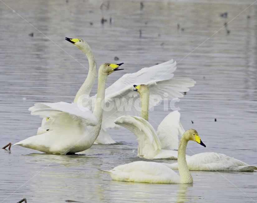 고니,새,백조,bird,동물,동물,animal,조류,새,birds