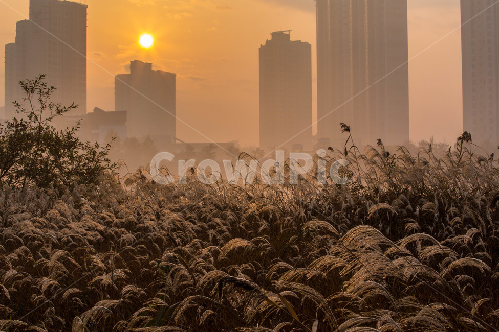 역광,아파트,억새,풍경,공원,가을,계절,fall,autumn,season,도시,풍경,city,landscape,한국도시풍경,한국도시경관,korea cityscape,plant,식물,grass,잔디,lawn