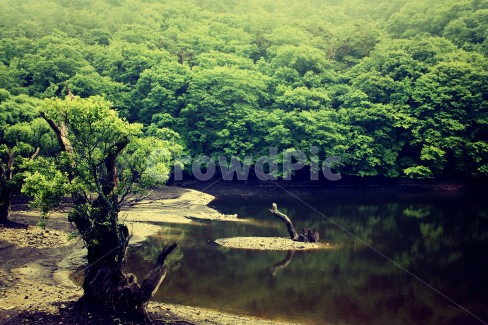 연못,여름,녹색,나무,저수지,자연,풍경,nature,landscape,outdoors,옥외,land,땅,water,물,vegetation,초목,plant,식물