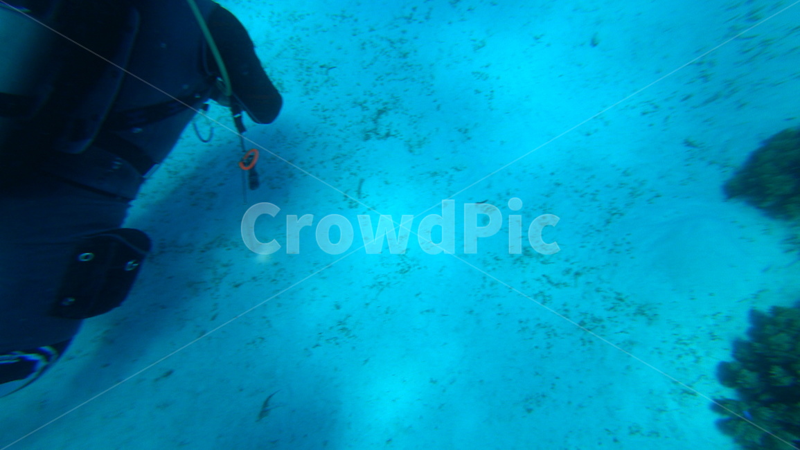 water,물,sea,바다,nature,자연,ocean,대양,해양생물,reef,암초,animal,동물,scubadiving,스쿠버다이빙,sport,스포츠,해양스포츠,sealife